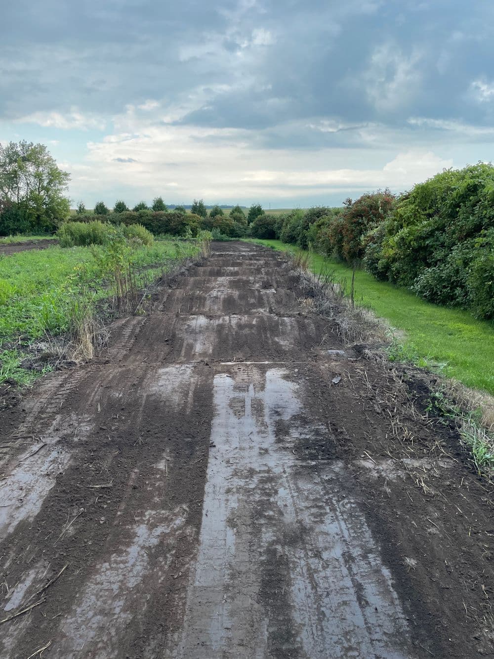 Dirt path through greenery with overcast sky, showing wet ground and surrounding plants.
