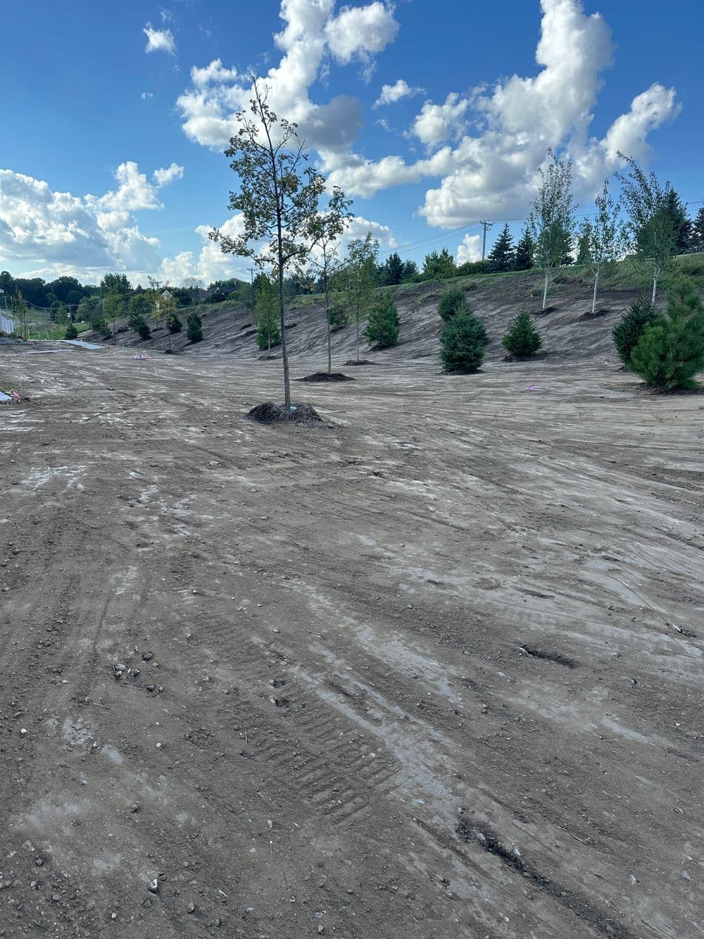 Landscape preparation featuring a newly planted tree and shrubs on a sunny day.
